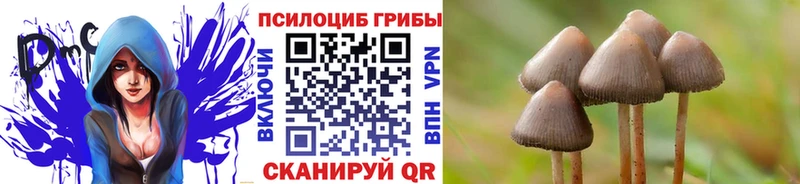 Псилоцибиновые грибы Cubensis  хочу наркоту  Белая Холуница 